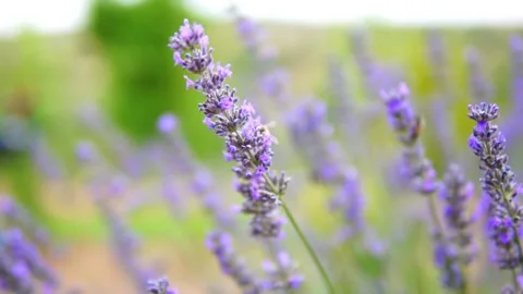 Lavender flower Stock Footage 166104998