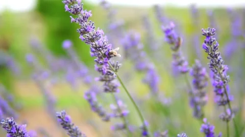 Lavender flower Stock Footage 166105151