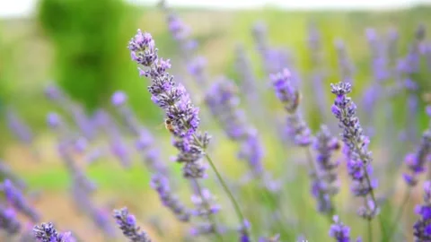 Lavender flower Stock Footage 166105177