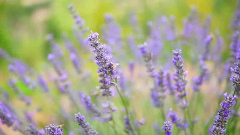 Lavender flower Stock Footage 166105299