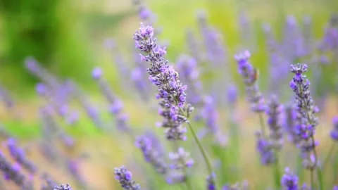 Lavender flower Stock Footage 166105302