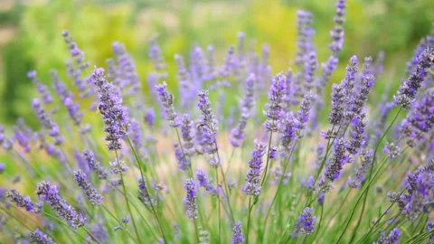 Lavender flower Stock Footage 166105383