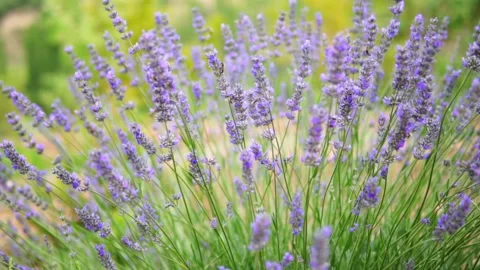 Lavender flower Stock Footage 166105406