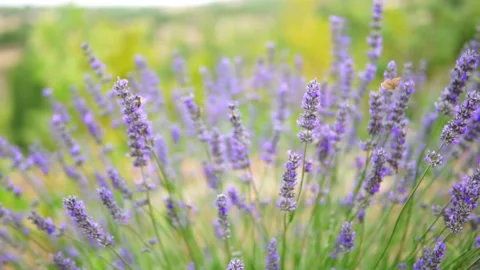 Lavender flower Stock Footage 166105577
