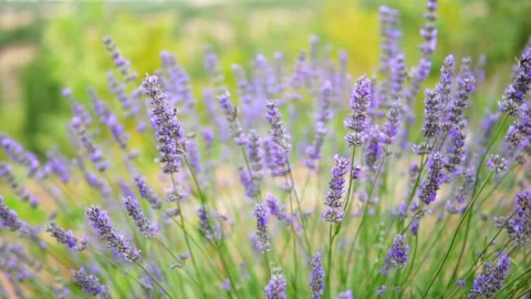 Lavender flower Stock Footage 166105586