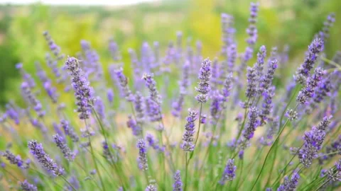 Lavender flower Stock Footage 166105851