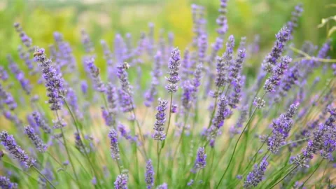 Lavender flower Stock Footage 166105873
