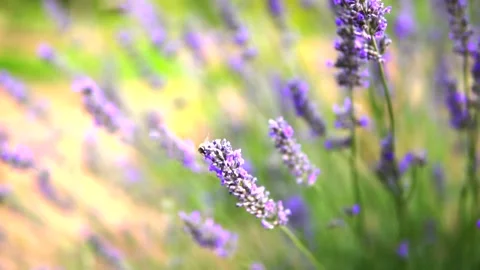 Lavender flower Video stock 168205741