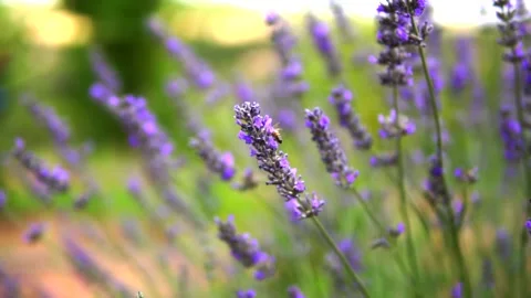 Lavender flower Video stock 168206083