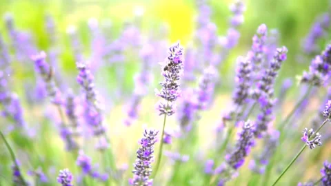 Lavender flower Stock Footage 168346284