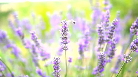 Lavender flower Stock Footage 168346312