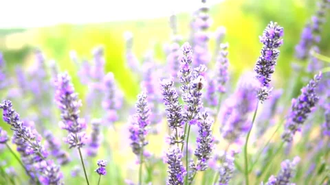 Lavender flower Stock Footage 168346350