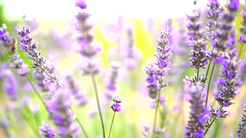 Lavender flower Stock Footage 168346374