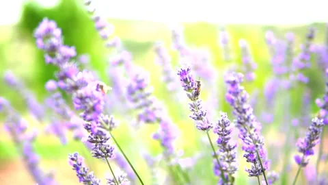 Lavender flower Stock Footage 168346397