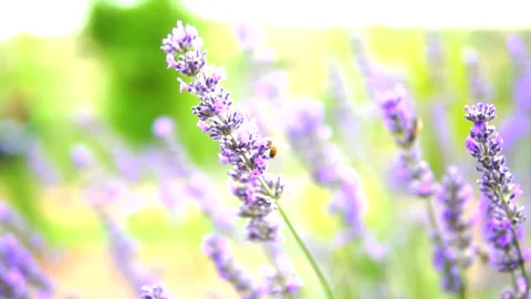 Lavender flower Stock Footage 168346430