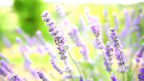 Lavender flower Stock Footage 168446224