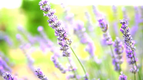 Lavender flower Stock Footage 168446226