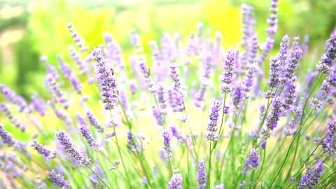 Lavender flower Stock Footage 168446330