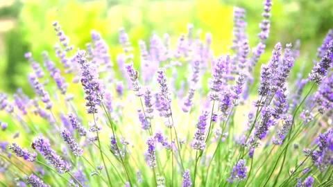Lavender flower Stock Footage 168446346