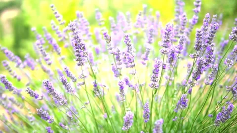 Lavender flower Stock Footage 168446357