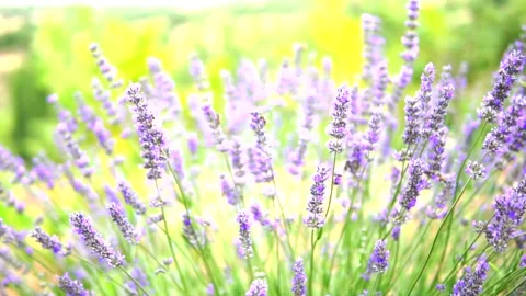 Lavender flower Stock Footage 168446483