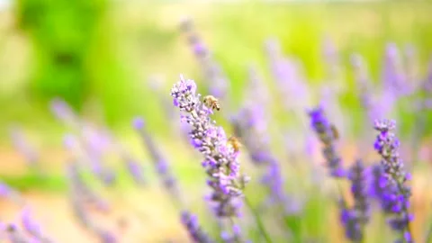 Lavender flower Stock Footage 168952153