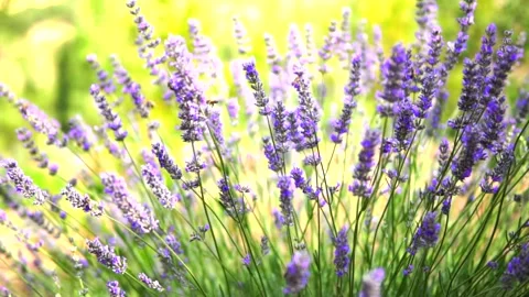 Lavender flower Stock Footage 168952185