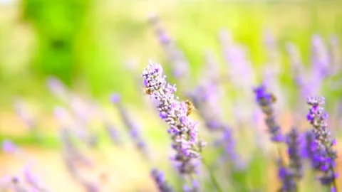 Lavender flower Stock Footage 168952196