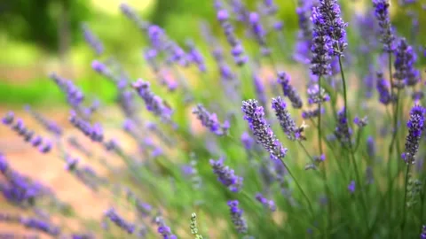 Lavender flower Stock Footage 168952260
