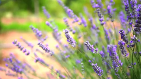 Lavender flower Stock Footage 168952264