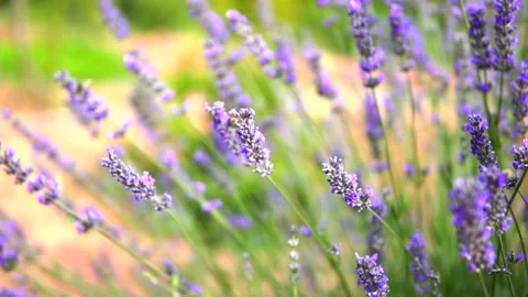 Lavender flower Stock Footage 168952333