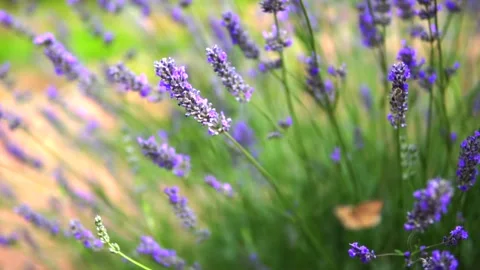 Lavender flower Stock Footage 168952470
