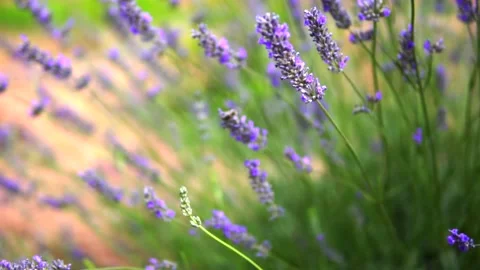 Lavender flower Stock Footage 168952472