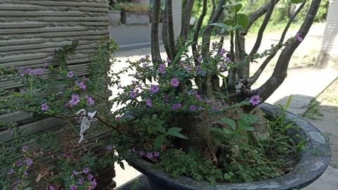 Lavender flower Stock Footage 243335827