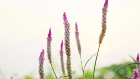 Lavender flower Stock Footage 270048876