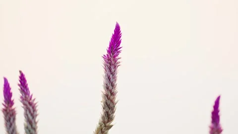 Lavender flower Stock Footage 270066937