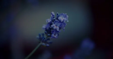 Lavender Flower Stock Footage 292725010