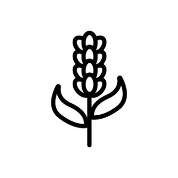 Lavender flower icon vector. Isolated contour symbol illustration Stock Illustration