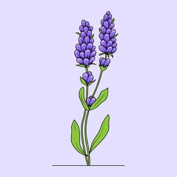 Lavender Flower Stock Illustration