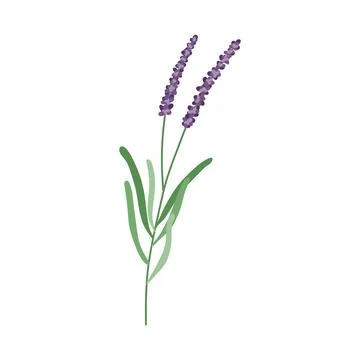 Lavender flower logo. Botanical hand drawn vintage floral collection Stock-Illustration