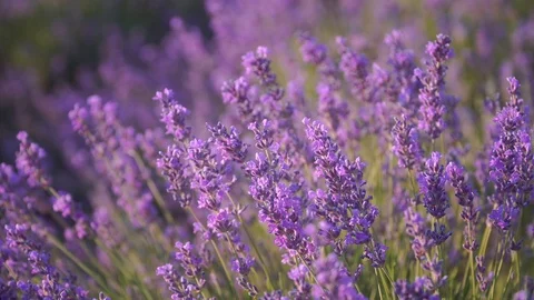 Lavender flower in meadow. 스톡 동영상 124069350