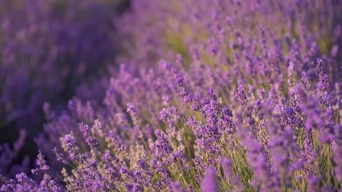 Lavender flower in meadow. Stock Footage 124069356