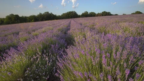 Lavender flower in meadow. Stock Footage 124069506