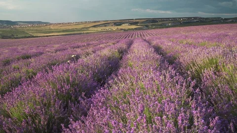Lavender flower in meadow. Stock Footage 124069590