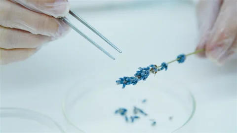 Lavender flower into a petri dish Stockbeeldmateriaal 144003577