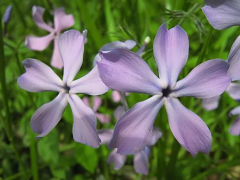 Lavender Flower Stock Photos