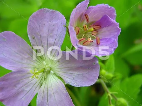 Lavender Flower Stock Photos