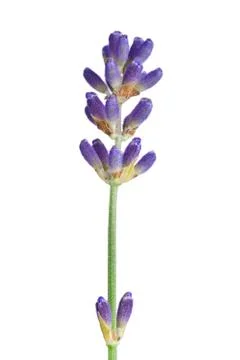 Lavender flower Stock Photos