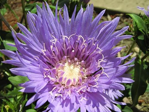 Lavender Flower Stock Photos