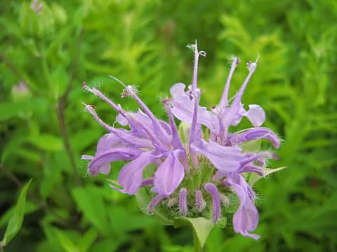 Lavender Flower Stock Photos